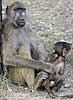 Baboon mother with youngster
