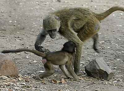 Mother with baby baboon