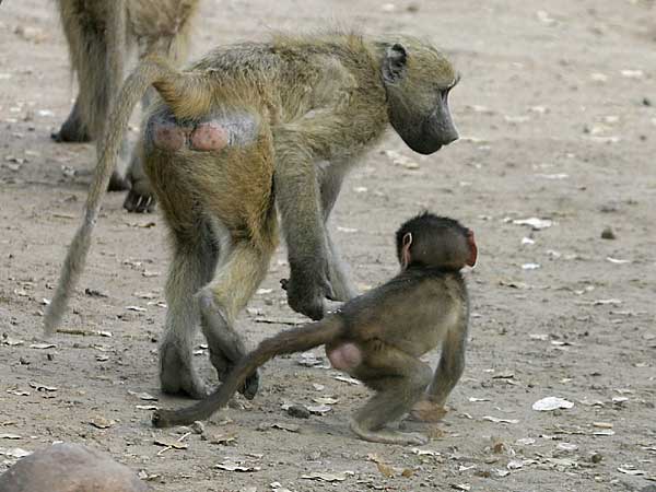 Baboon mother with baby