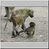 Baboon pulling baby by its back leg