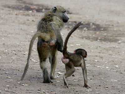 Baby baboon and mother