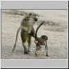 Baboon pulling baby by the leg