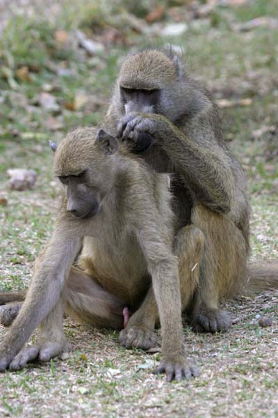 Baboon pair grooming each other