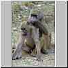 baboons grooming