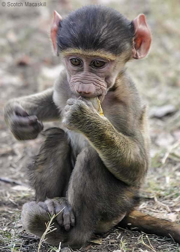 Baboon baby sucking orange peel