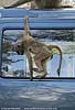 young baboon playing on vehicle