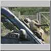 baboon sliding down van windscreen