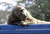 baboon male lying on vehicle