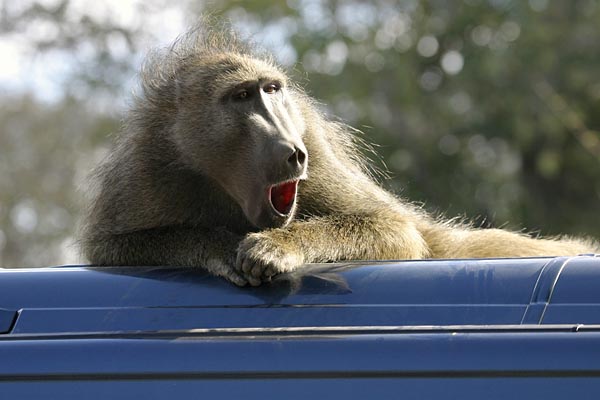Male baboon lying on top of vehicle