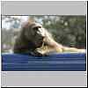 baboon relaxing on vehicle roof