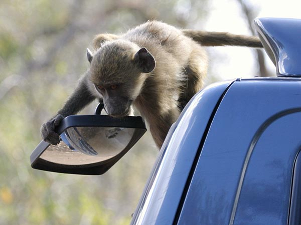 Baboons damaging vehicle