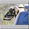 Young baboon playing on vehicle
