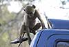baboon playing with vehicle's rear mirror