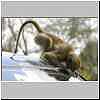 baboon pulling on windscreen rubber