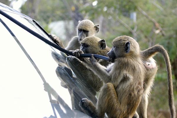 Baboons damaging vehicle