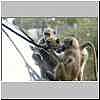 baboons pulling away windscreen beading