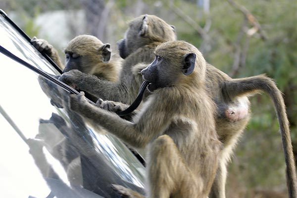 Baboons damaging vehicle