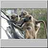 Young baboons damaging vehicle