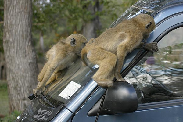 Baboons damaging vehicle