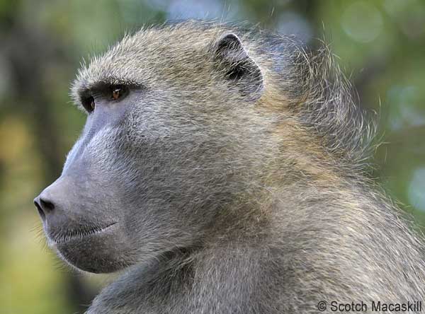 Portrait of chacma baboon