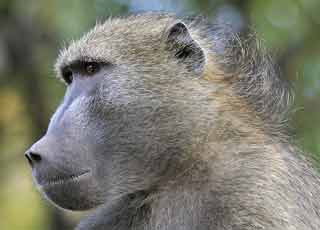Chacma Baboon Portrait
