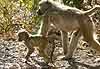 baboon mother with youngster