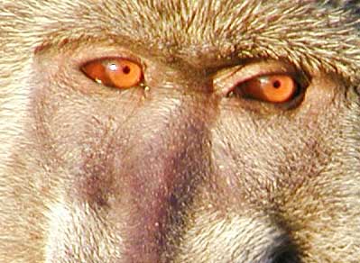 Cropped pictue of baboon