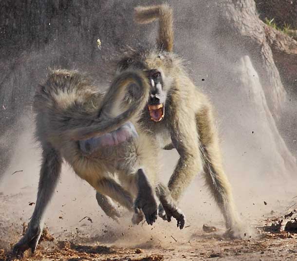Two baboons squabbling, Hwange National Park, Zimbabwe
