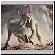 baboons fighting