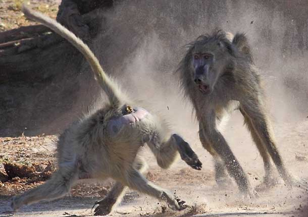 Chacma baboon agression, Hwange National Park, Zimbabwe
