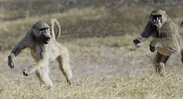 Baboon fleeing from agressive male baboon, Hwange National Park, Zimbabwe