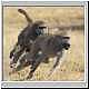 Baboon chasing another