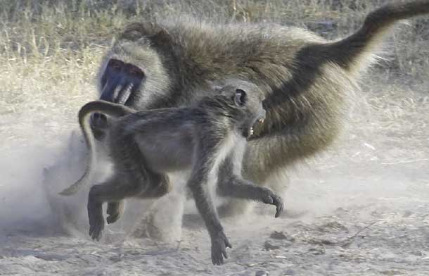 Adult baboon disciplining juvenile, Hwange National Park, Zimbabwe