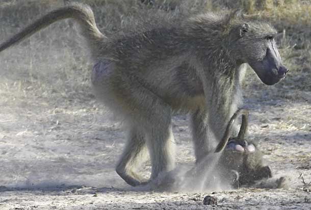 Baboons skirmishing, Hwange Natioinal Park, Zimbabwe