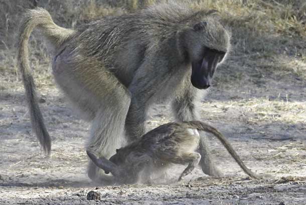 Baboon beating juvenile, Hwange National park, Zimbabwe