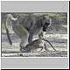 Baboon fighting with youngster
