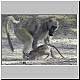 Baboon fighting with youngster