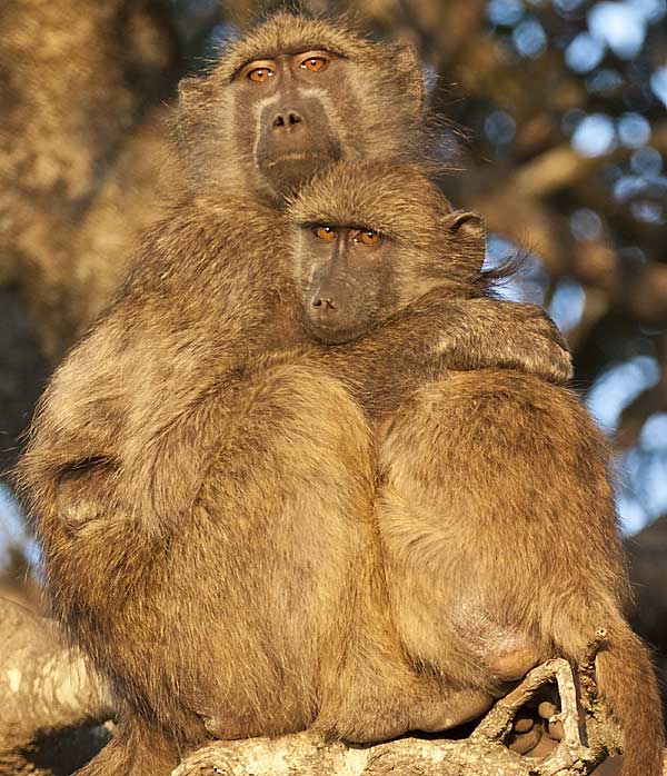 Baboon mother affectionately cuddling youngster