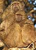 baboon cuddling youngster