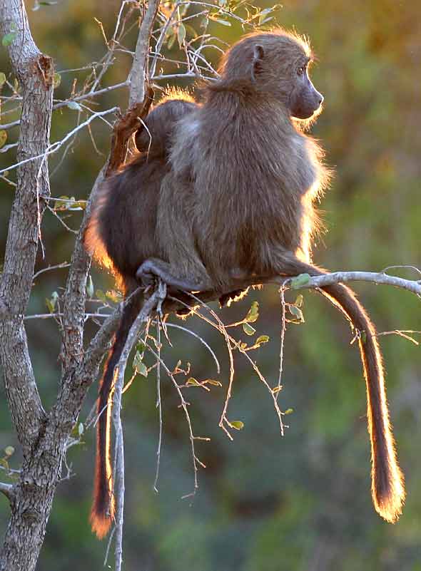 Young baboons in tree, backlit