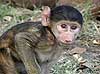 Baby Chacma Baboon