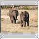 baby elephants playing
