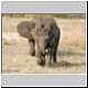 juevenile elephant at play