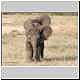 Baby elephant pair