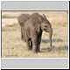 baby elephants, kruger park