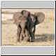 pair of juvenile elephants