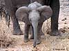 Baby Elephant framed by mother