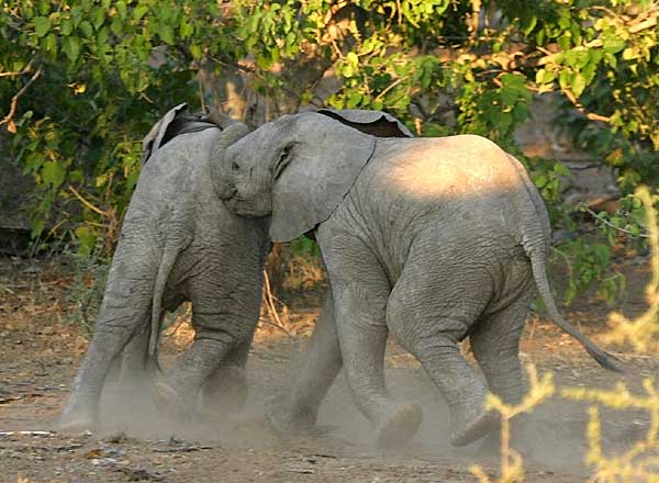 Baby Elephants at play
