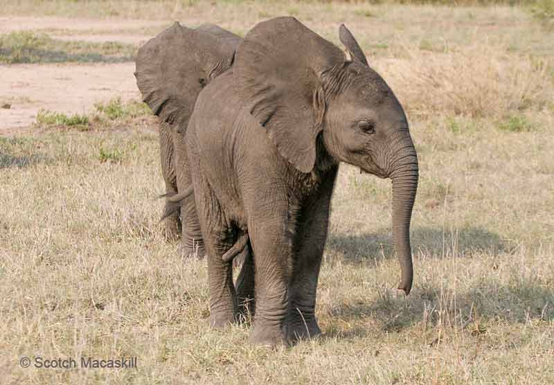 Juvenile elephants acting like kids