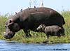 baby hippo with its mother